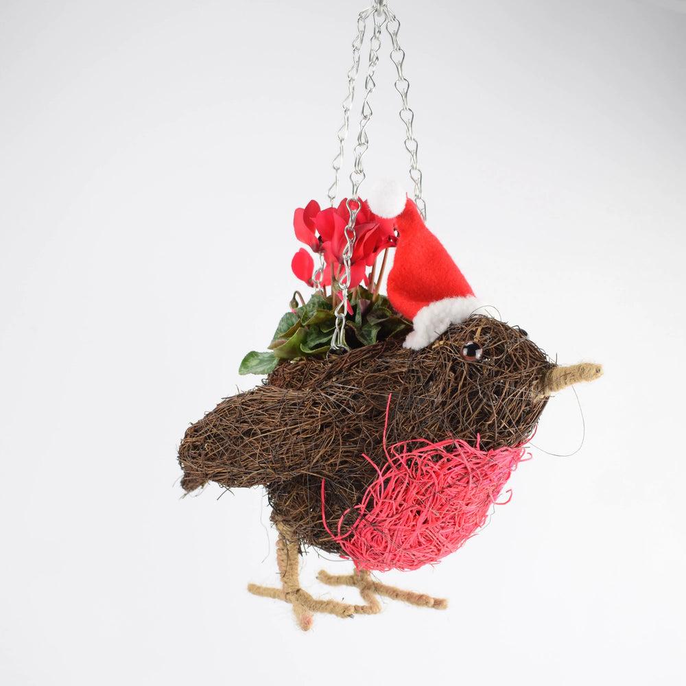 Robin Christmas Hanging Basket with Red Cyclamen Gift