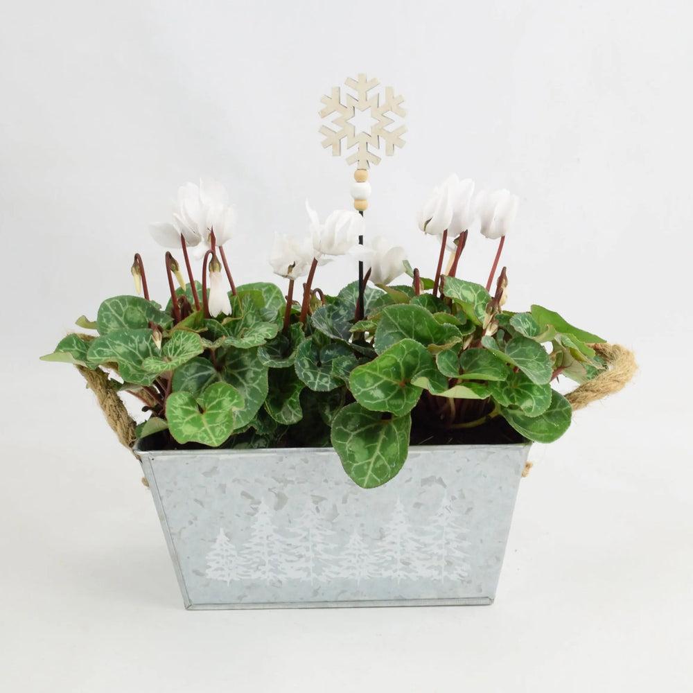 Cyclamen White in Christmas Trough