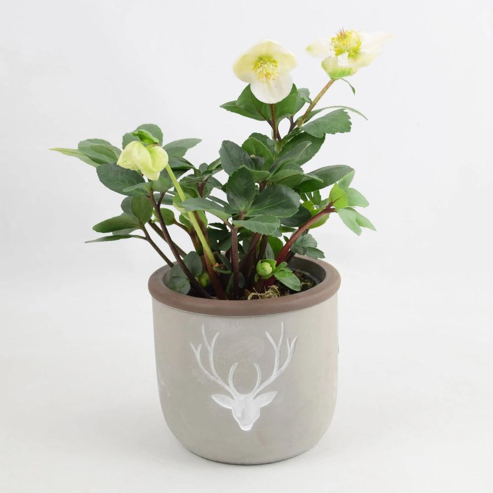 Hellebore in 12cm Concrete Stag Pot