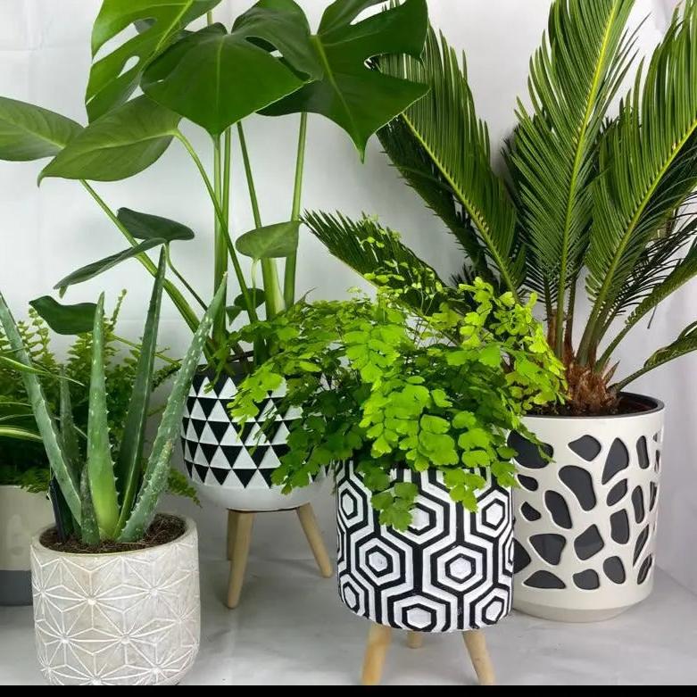 Houseplant Subscription