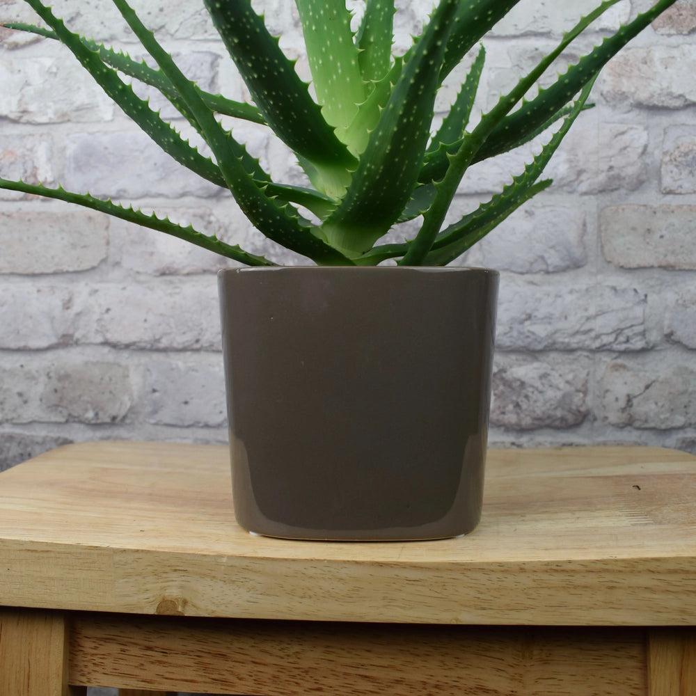 13.5cm Modern Square Mocha Glazed Ceramic Plant Pot with plant