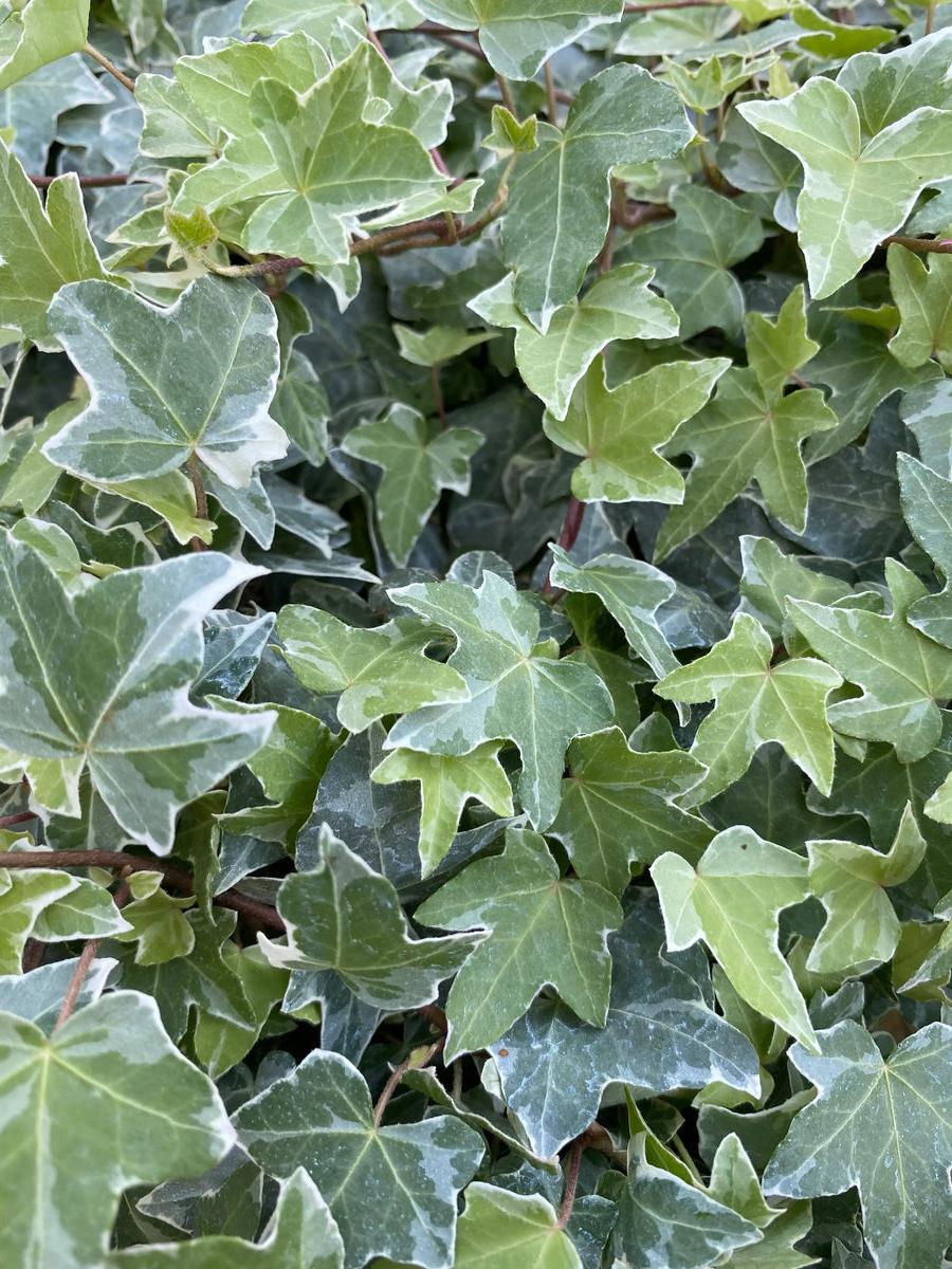 Ivy (Hedera) Trailing Silver 9cm Pot