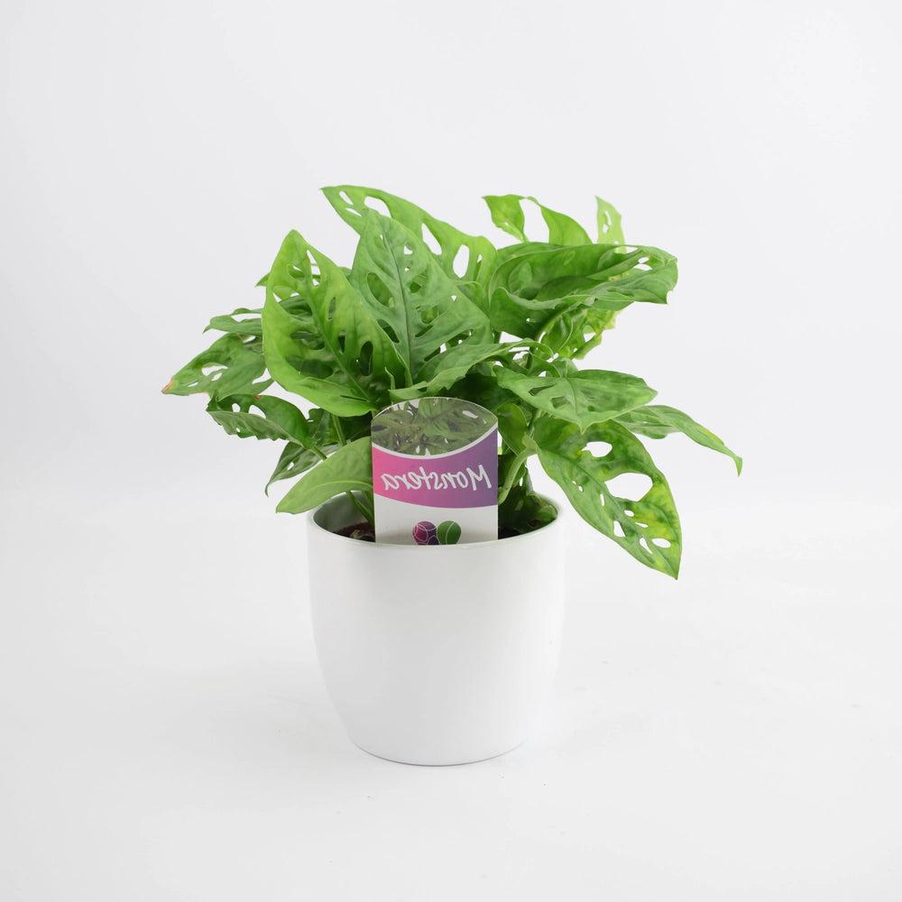 Monkey Cheese Plant 12cm White Pot Gift