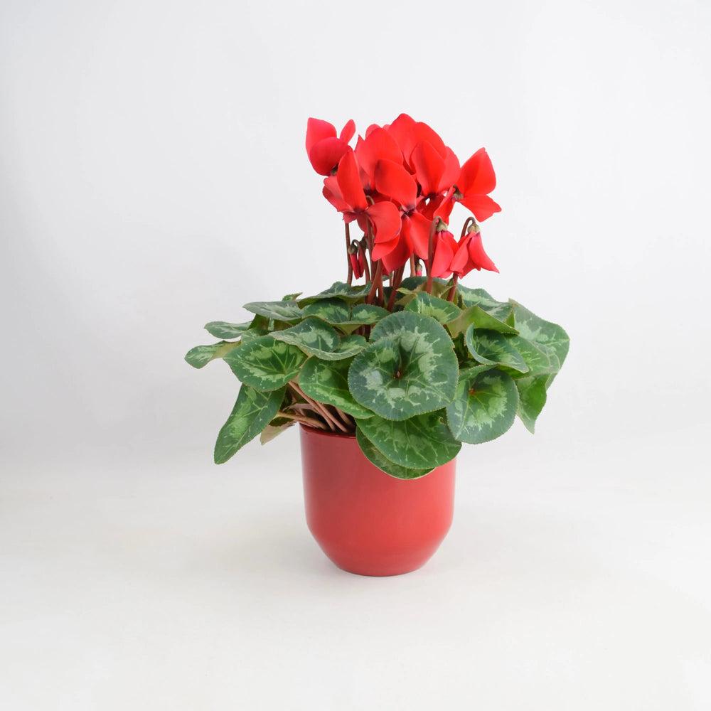 Cyclamen Red 12cm Pot Gift Plants By Post