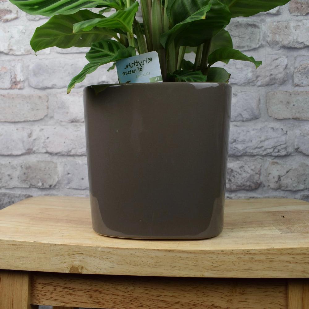 16cm Modern Square Mocha Glazed Ceramic Plant Pot with plant inside