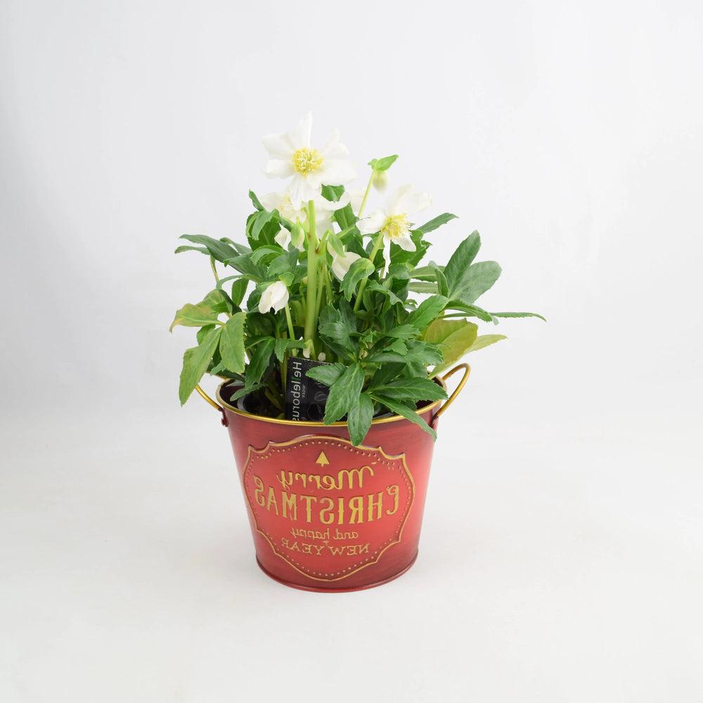 Hellebore Christmas Carol in 15cm Merry Christmas Pot Gift