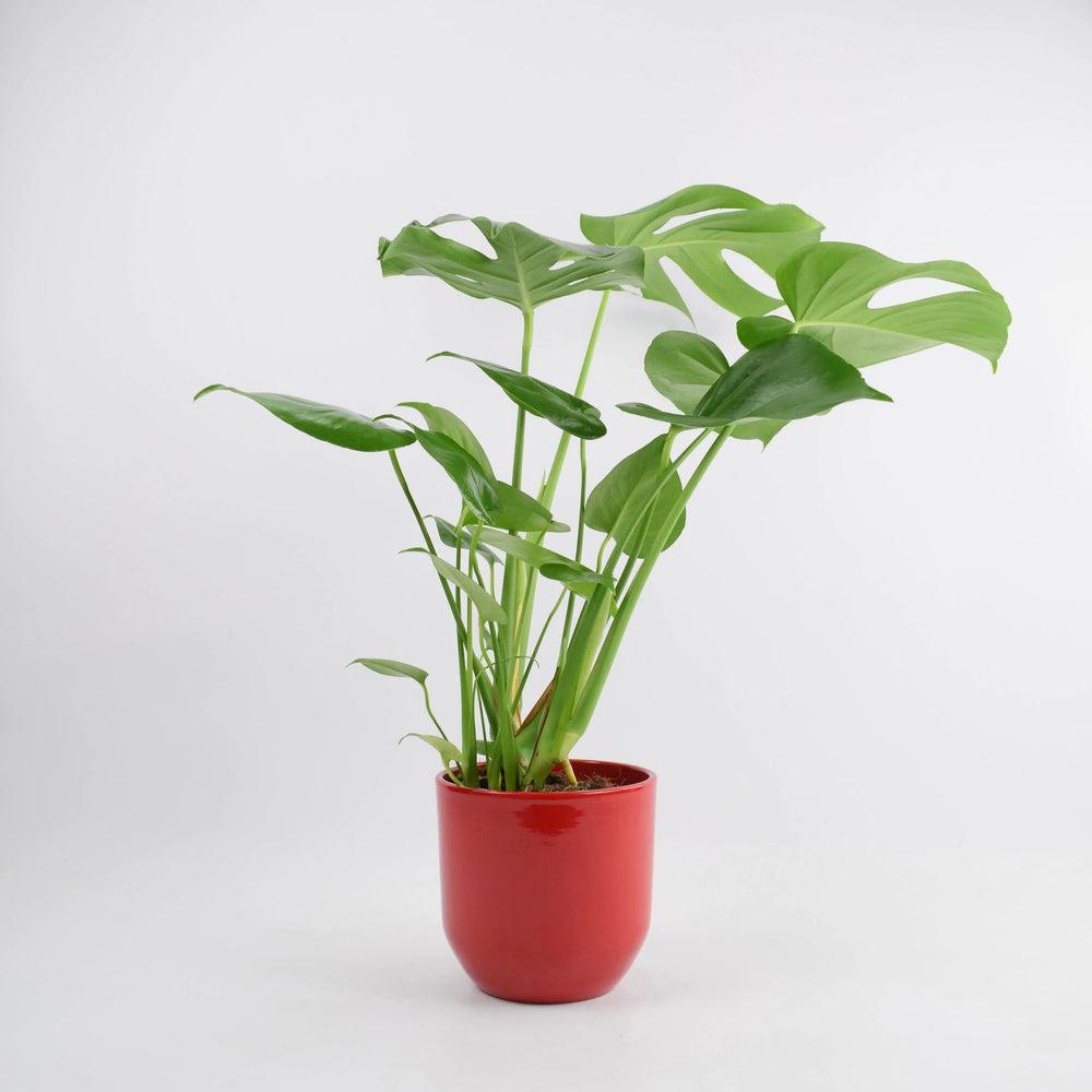 Monstera Cheese Plant in 12cm Red Pot Gift