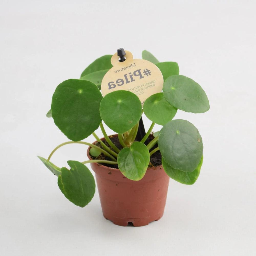 Mini Pilea Peperomioides 6cm Pot