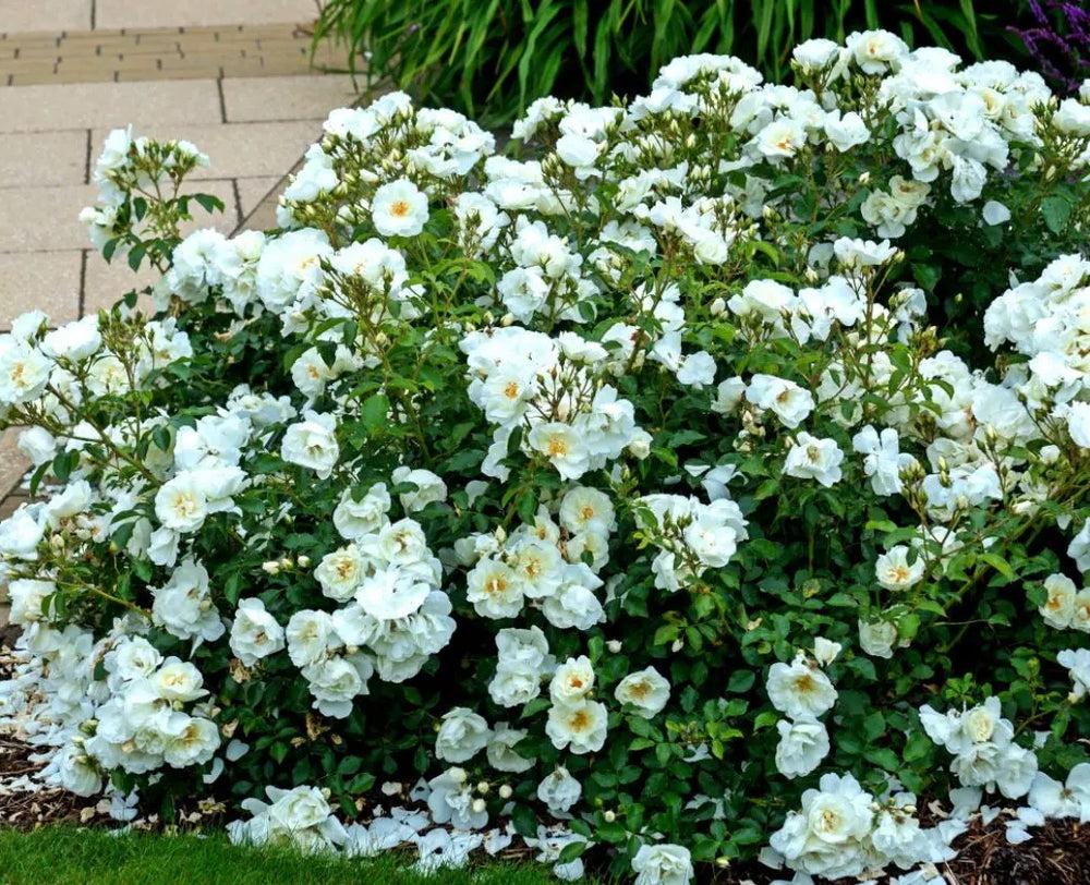 Rose Flower Carpet White 4L