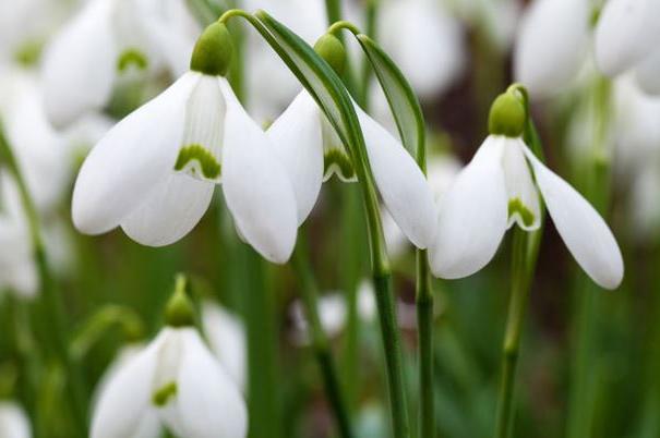 snowdrops