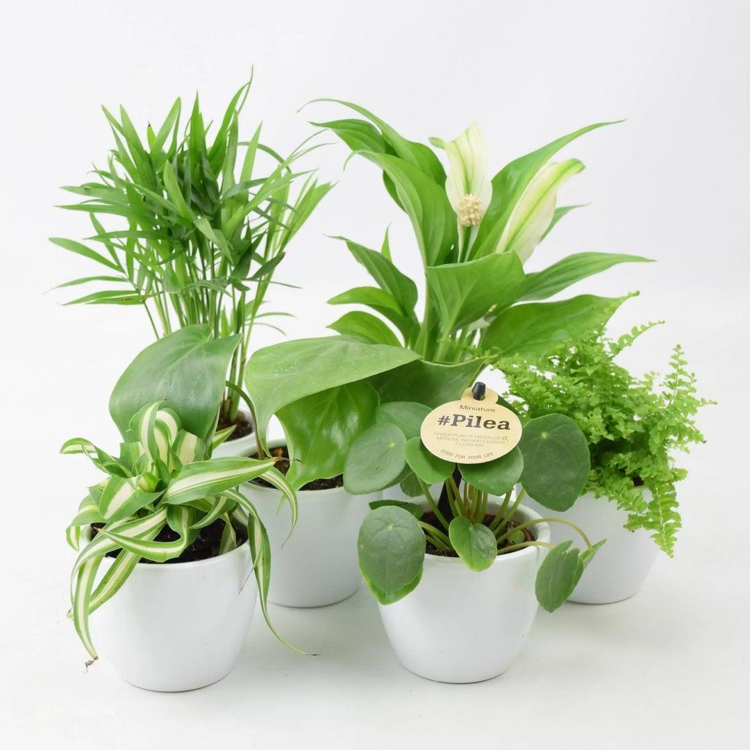 Congratulations Plant Gifts - Plants By Post