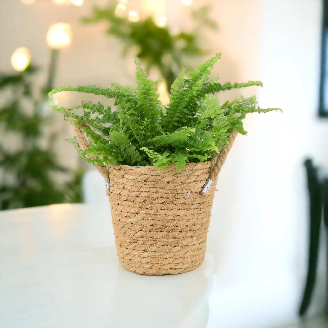 Boston Fern at Plants By Post