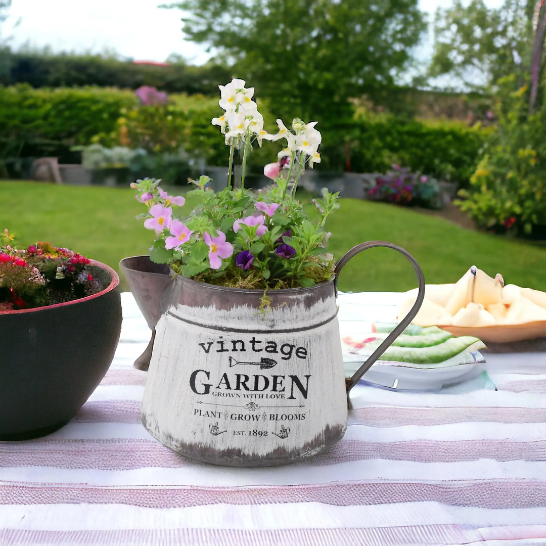 Planted Containers - Plants By Post