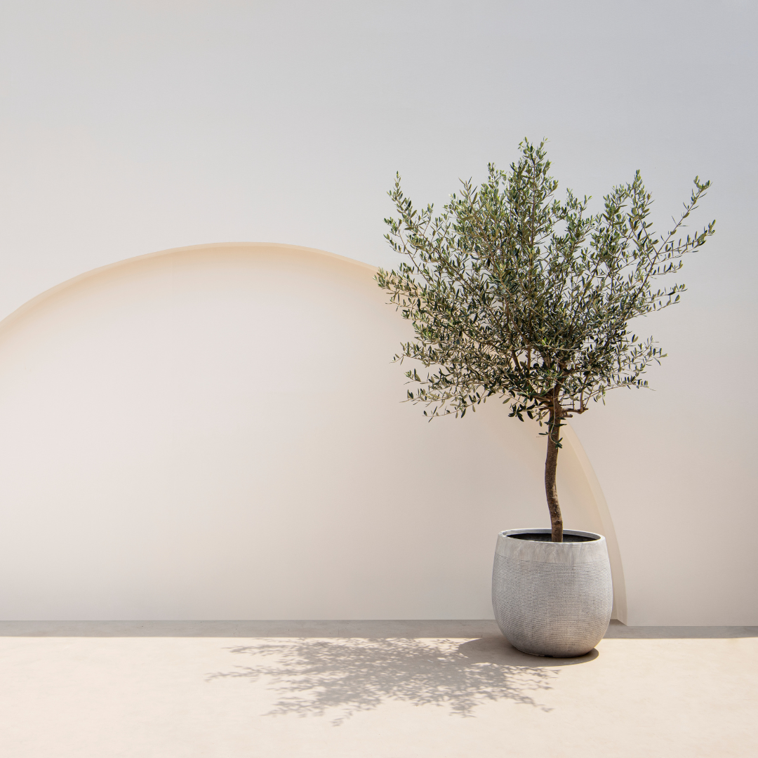 Olive Trees - Plants By Post