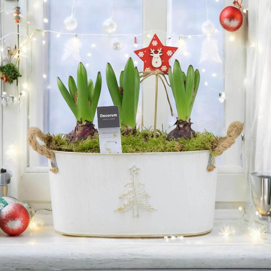 Christmas Planters, Pots & Arrangements - Plants By Post