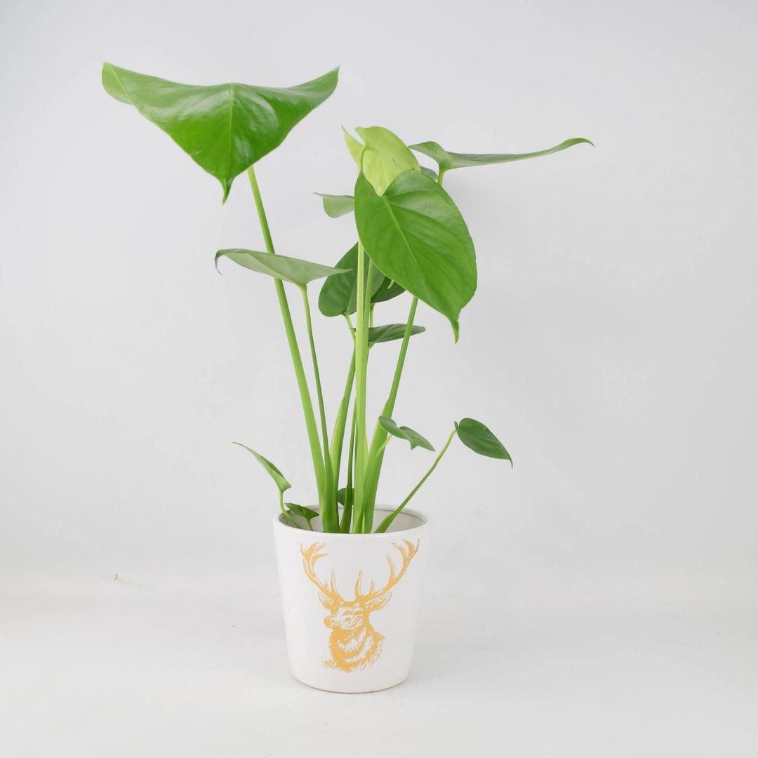 Monstera Cheese Plant in 12cm Gold Stag Ceramic Pot