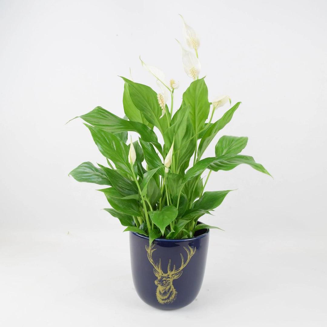 Spathiphyllum Peace Lily 12cm In Blue Stag Ceramic Pot