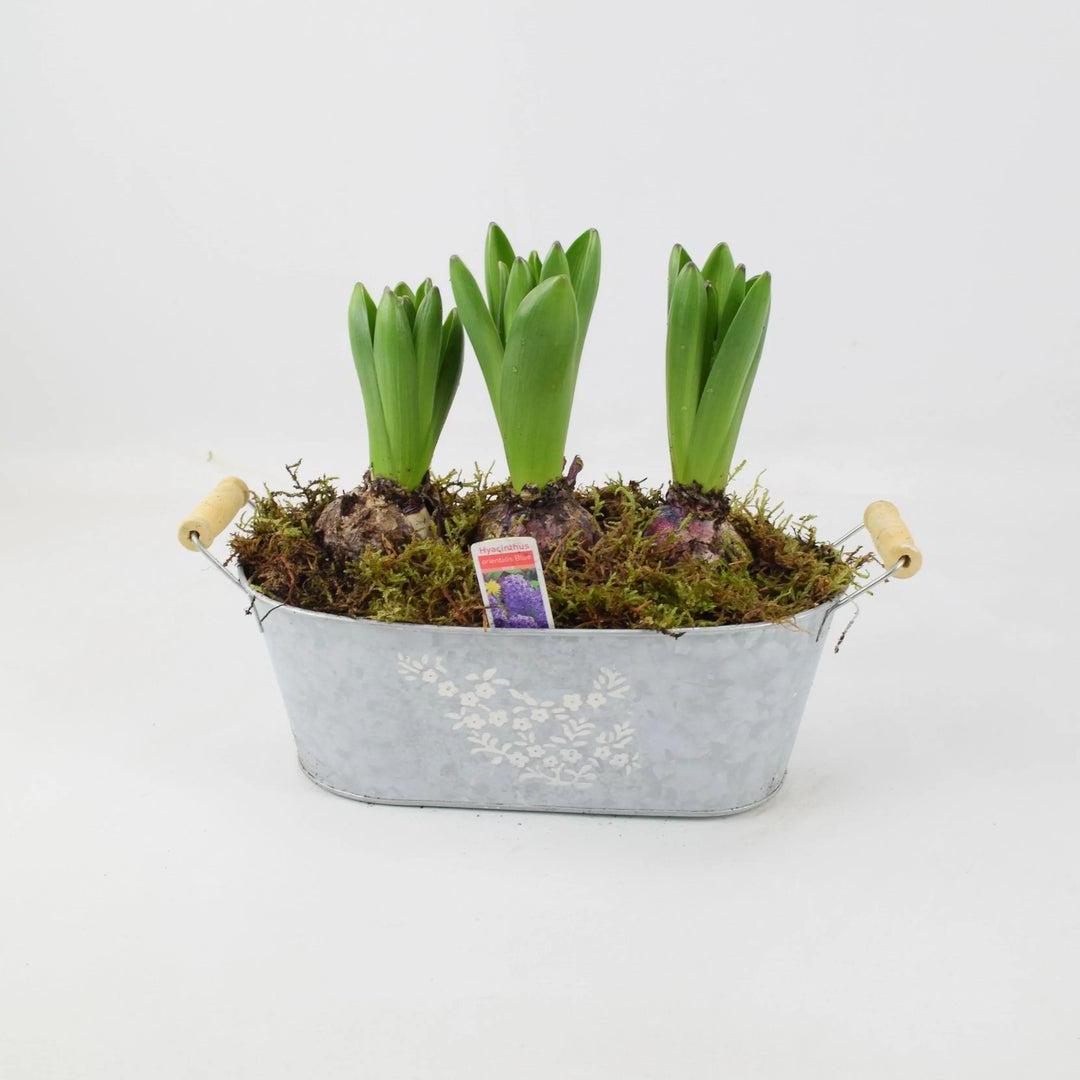 Spring Hyacinth Planted Trough x 3