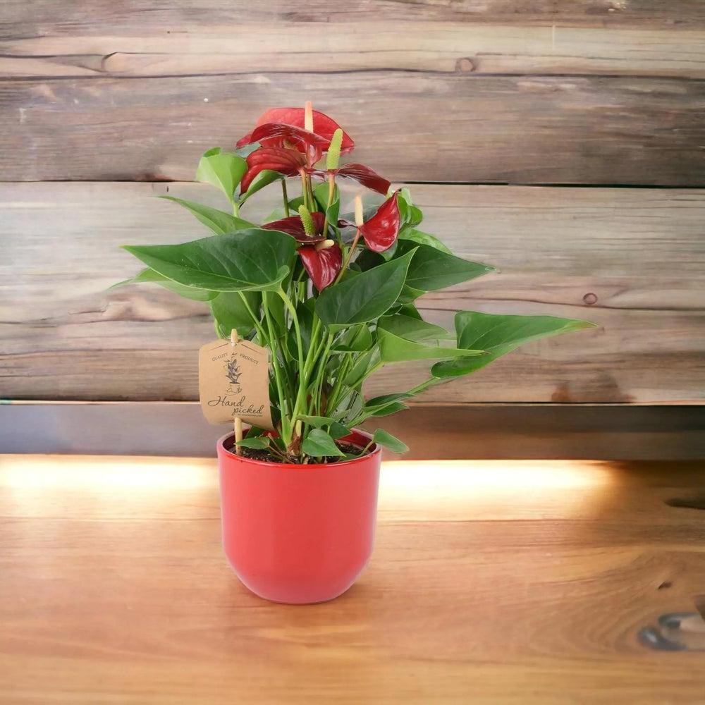 Anthurium Red Flamingo Flower 12cm Plants By Post