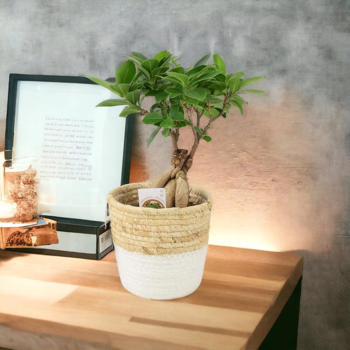 Ficus Ginseng 12cm