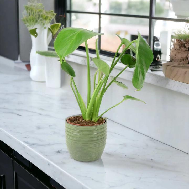 Monstera Deliciosa Cheese Plant 12cm In Peat Free Compost Plants By Post UK