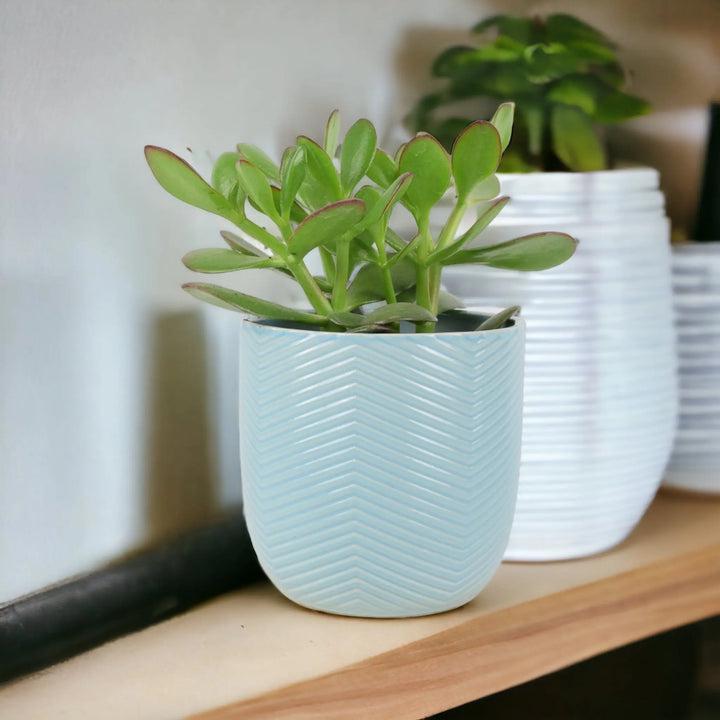 Crassula Money Plant 12cm Pot