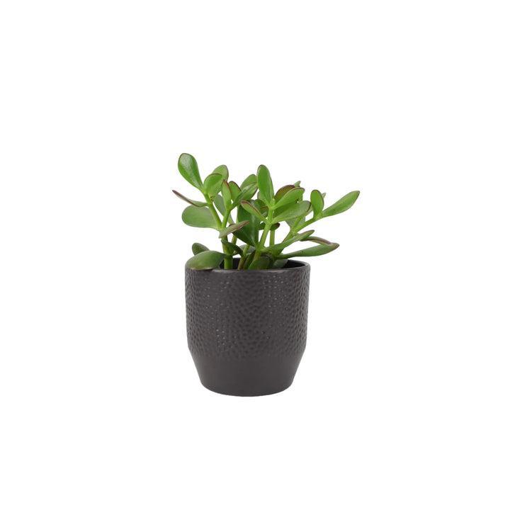 Crassula Money Plant 12cm Pot