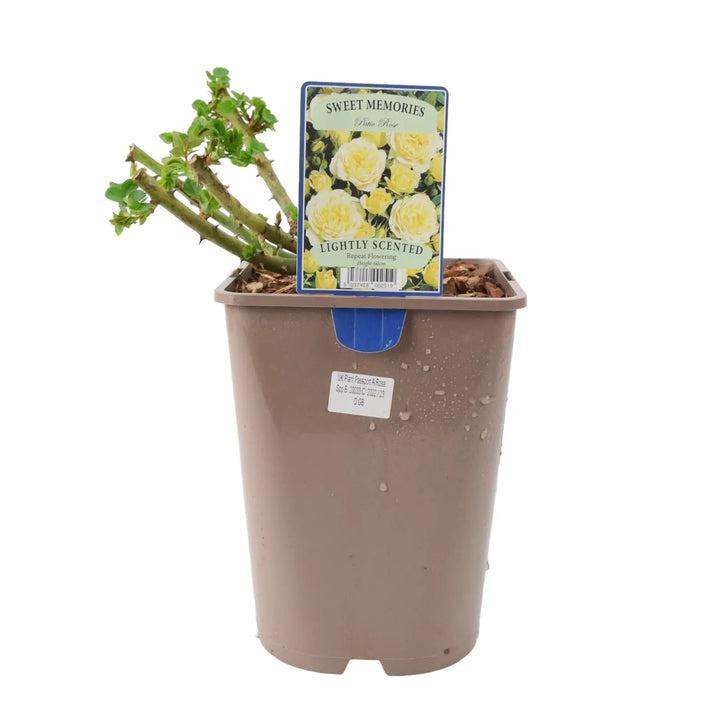 Rose Sweet Memories 5.5L Plants By Post