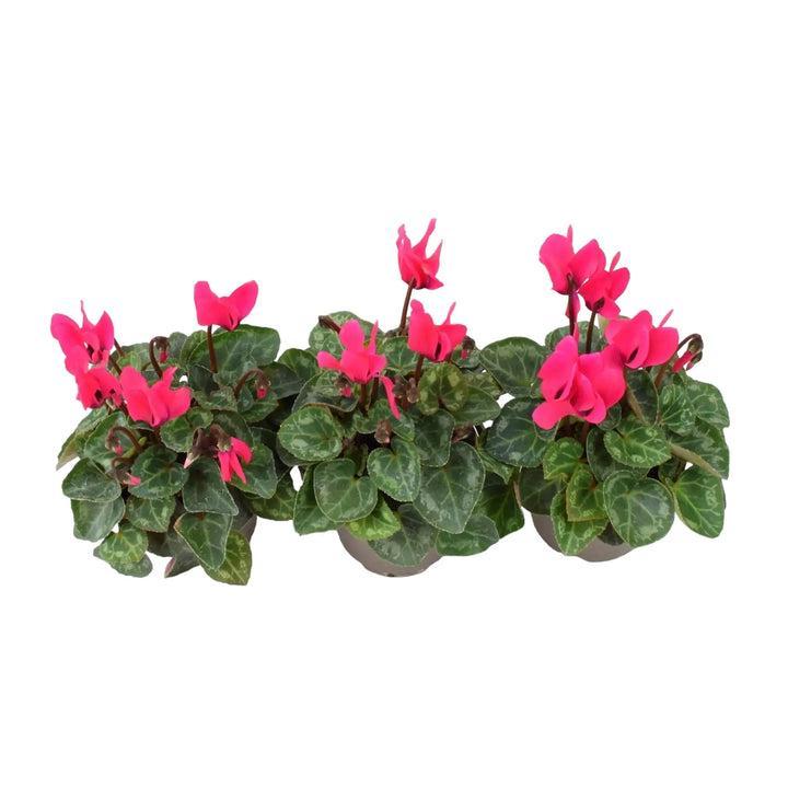 Cyclamen Dark Pink 9cm Pot x 3 plants by post