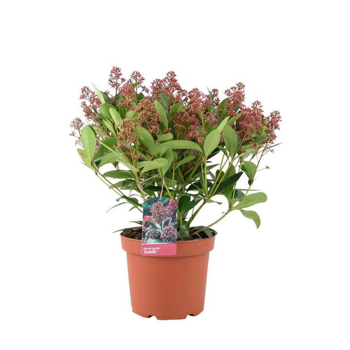 Skimmia Japonica Rubella 5L Pot Plants By Post