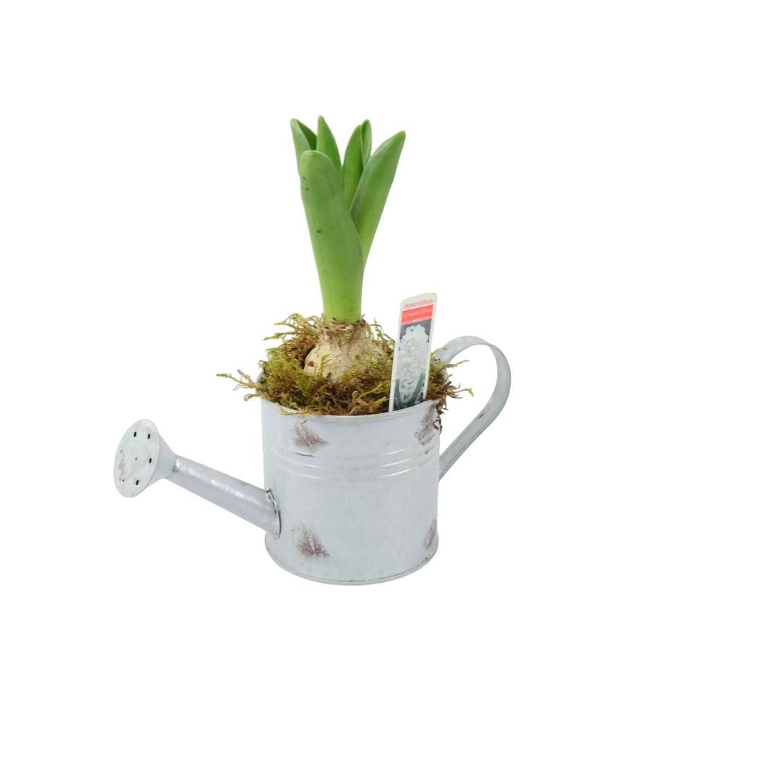 Hyacinth Planted Metal Watering Can Available From 30/10/2024 Plants By Post