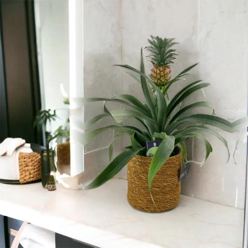 Pineapple in Sea Grass Basket