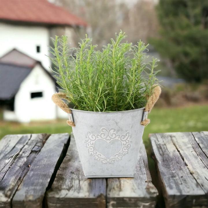 Rosemary in Heart Tin