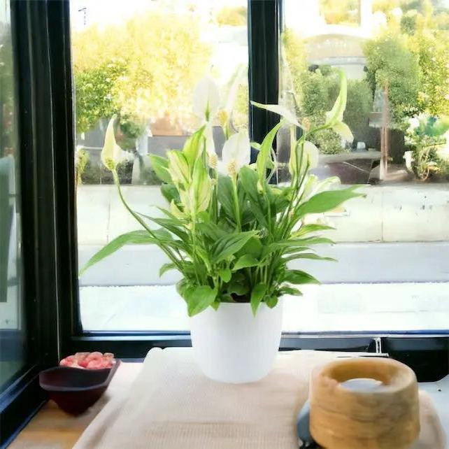 Spathiphyllum Peace Lily In White Ceramic Pot Gift