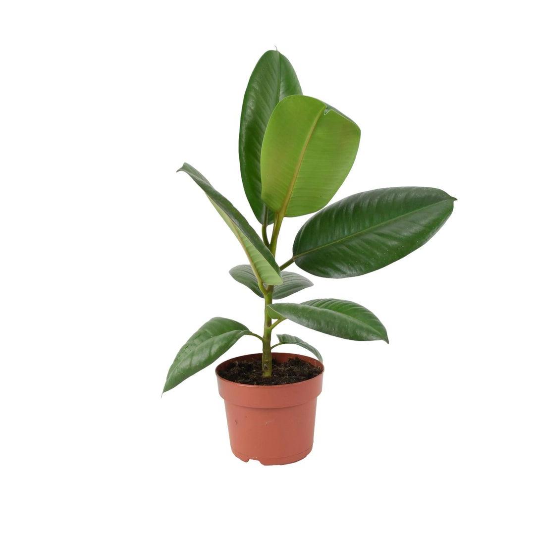 Ficus Elastica Rubber Plant 12cm in Peat Free Compost Plants By Post