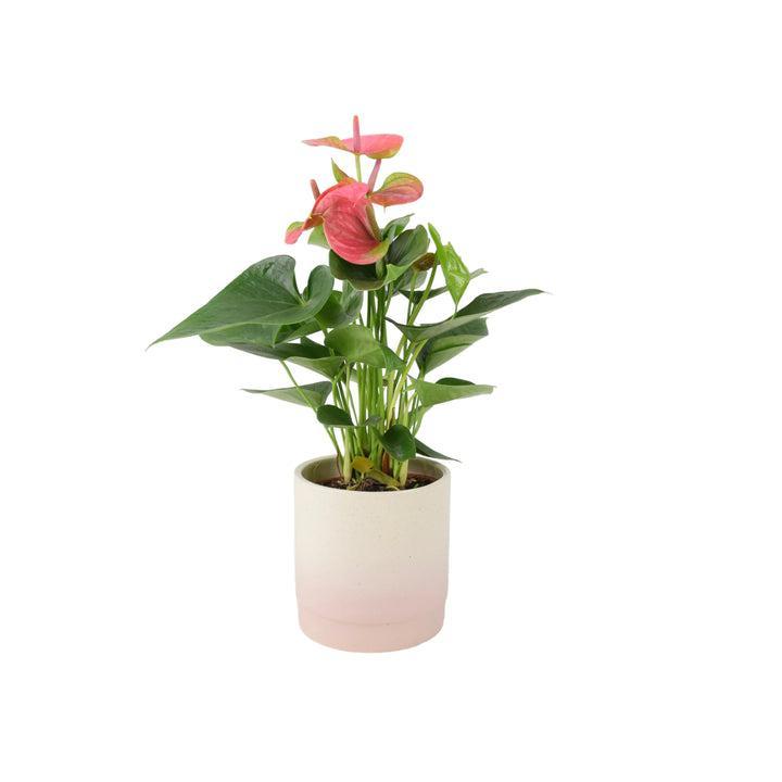 Anthurium Pink Flamingo Flower 12cm