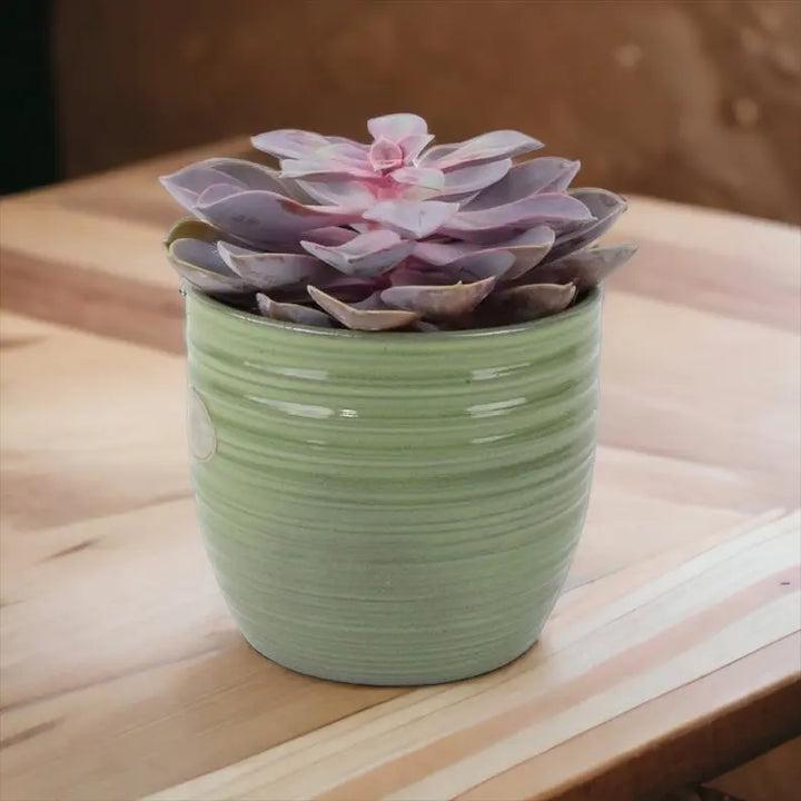 Echeveria Purple Pearl in 12cm Plants By Post