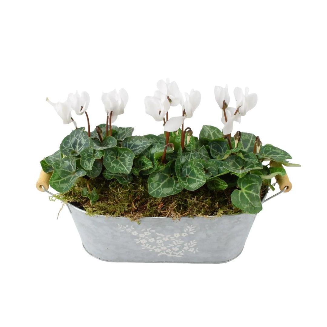 Cyclamen Floral Planted Trough Plants By Post