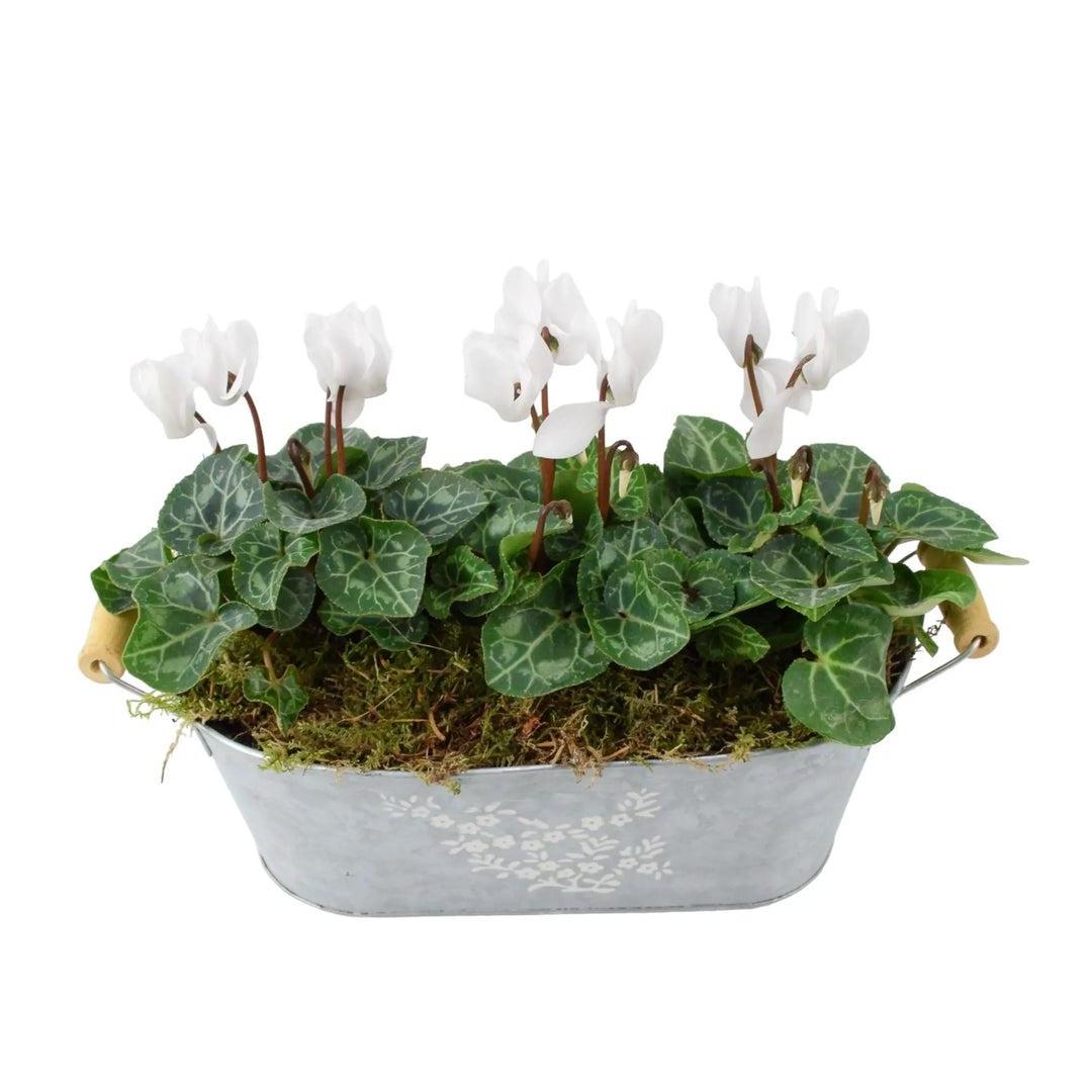 Cyclamen Floral Planted Trough Plants By Post